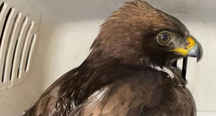 В Пензенской области спасли от смерти краснокнижного орла-карлика