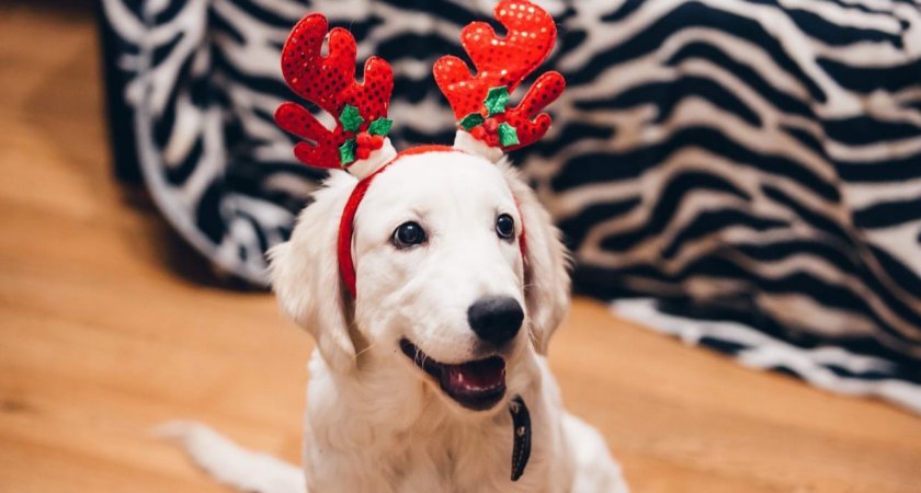 В Пензенской области вынесли приговор мошеннице, которая торговала виртуальными щенками