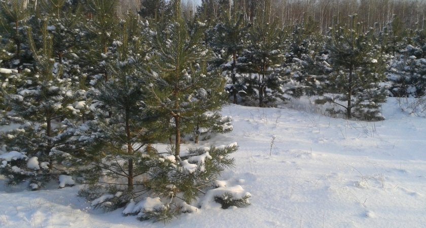 В Пензенской области готовы ловить тех, кто вырубает в лесах елки