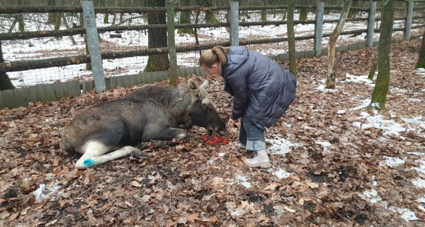 В Пензенской области спасли раненого лося и выпустили в лес 