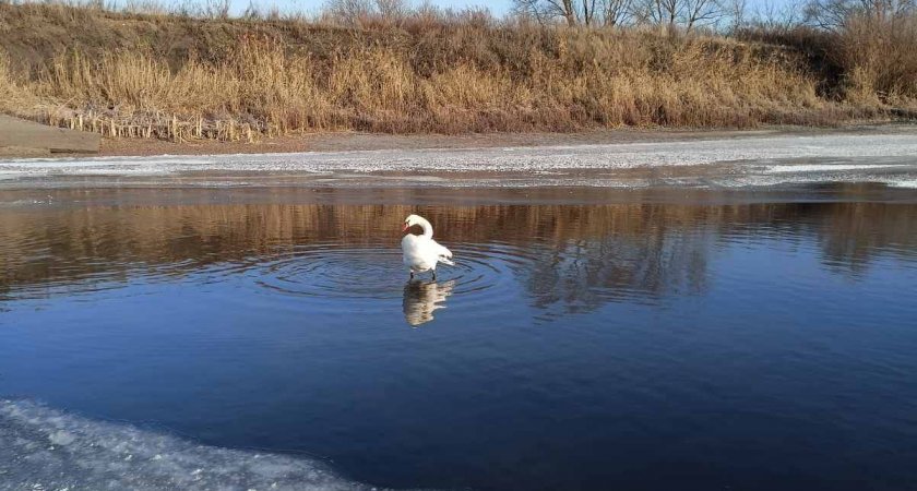 В Пензенской области спасли искалеченного лебедя