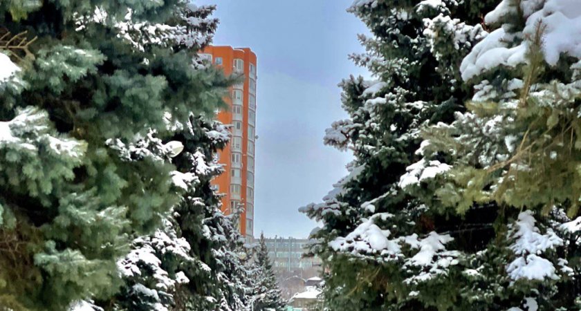 Известно, какие штрафы грозят пензенцам за рубку новогодней елочки