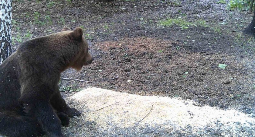 В Пензенской области зафиксировали 25 случаев пребывания медведя