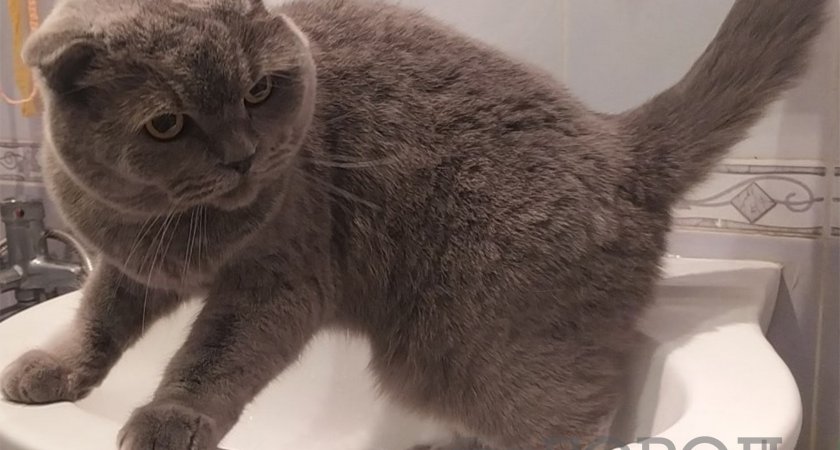 В Заречном после отключения может измениться цвет воды