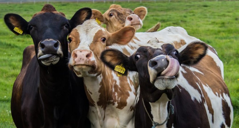 В пензенском регионе произвели более 400 тысяч тонн скота и птицы на убой