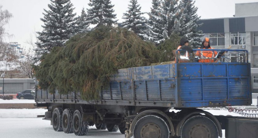 В Кузнецке решили, как будут бороться с падающими елками