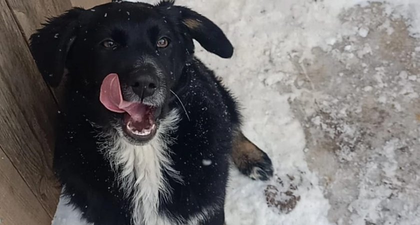В администрации Пензы рассказали, куда обращаться по вопросу отлова бездомных животных