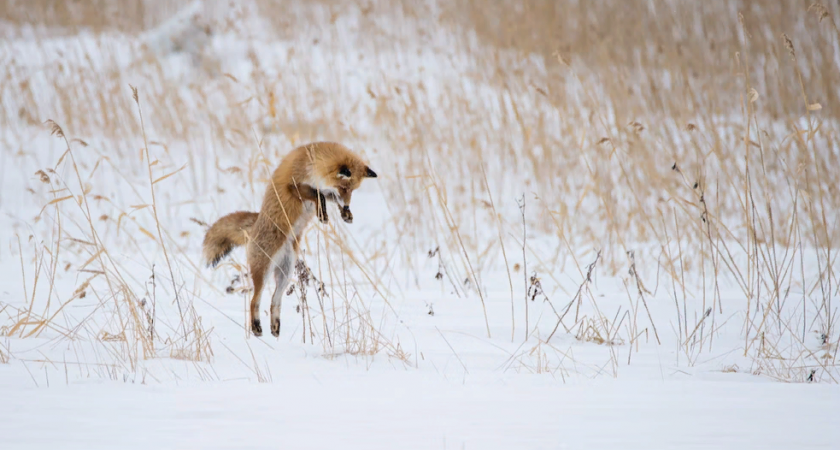 Жители Заречного все чаще видят лис