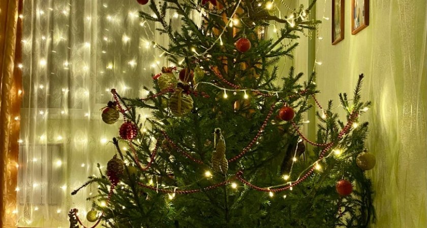 Пензенцы могут принять участие в акции по утилизации новогодних елок 