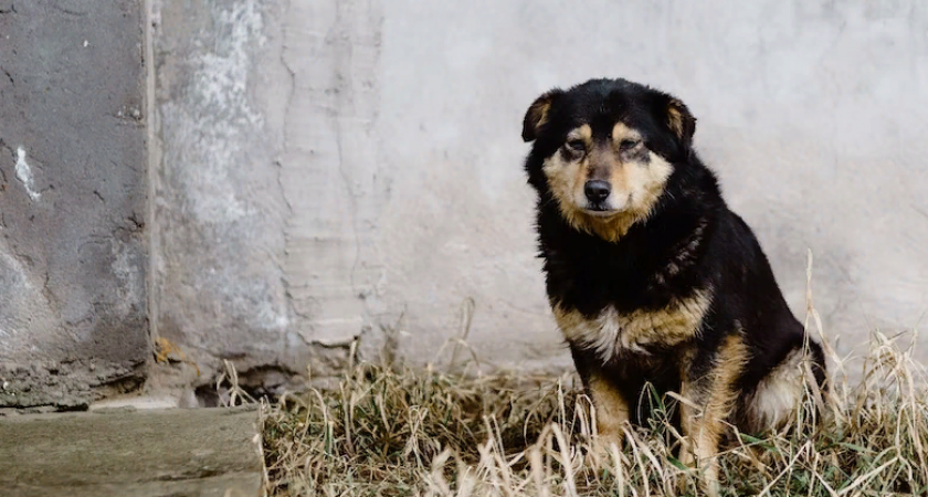 В Заречном на ребенка набросилась стая бродячих собак