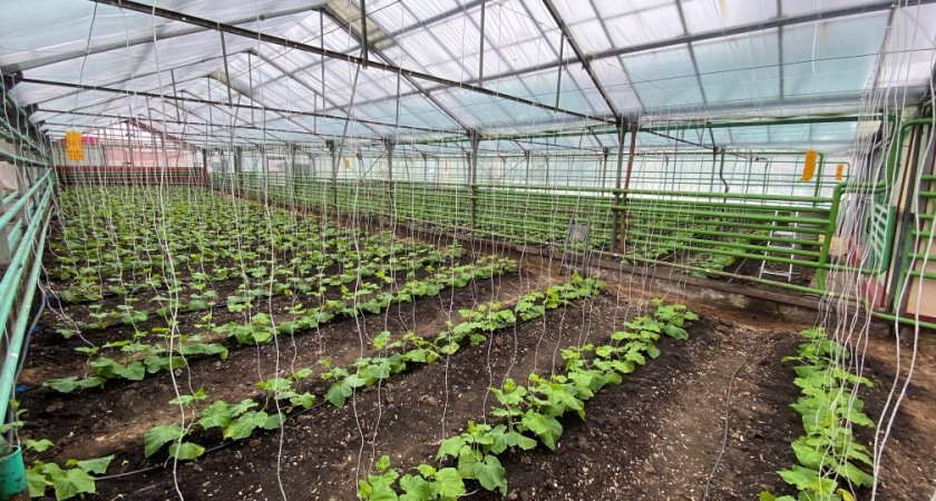 Для предоставления грантов «Агростартап» стартовал прием заявок в Пензенской области 