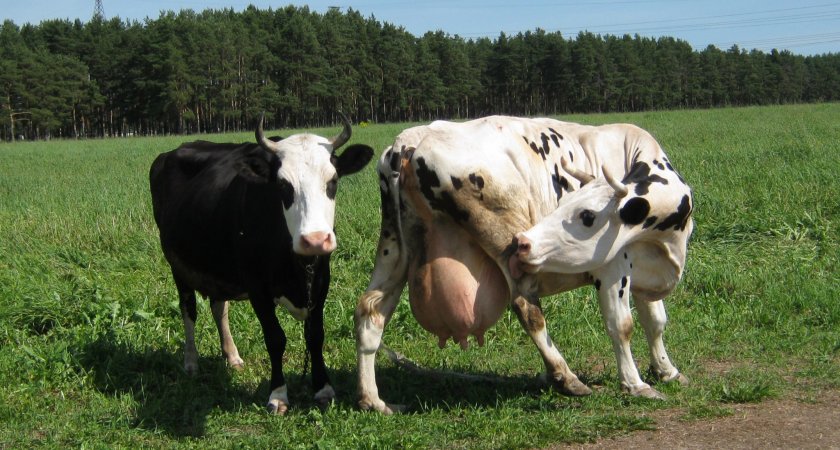 Пензенский регион лидирует в ПФО по продуктивности молочного стада