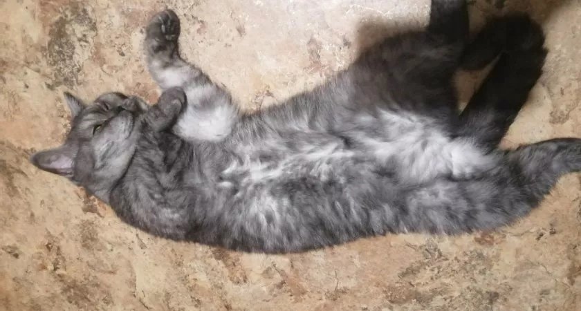 Пензенским кошкам нельзя жить в подвалах многоквартирных домов