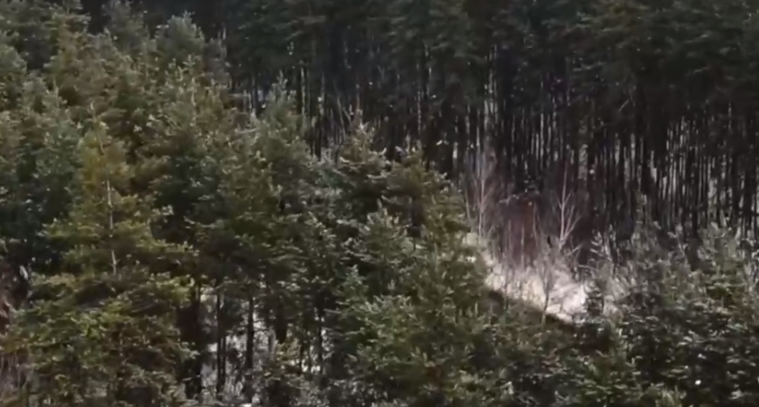 Полиция Пензы проводит проверку по факту вырубки леса в Ахунах