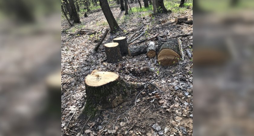 В Пензе отказались от вырубки полутора тысяч деревьев на Западной поляне 