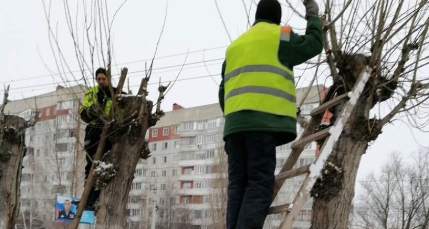 В Пензе за сутки рабочие подрезают крону на 60 деревьях