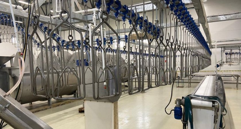 Пензенская область вошла в топ-10 регионов по производства мяса птицы