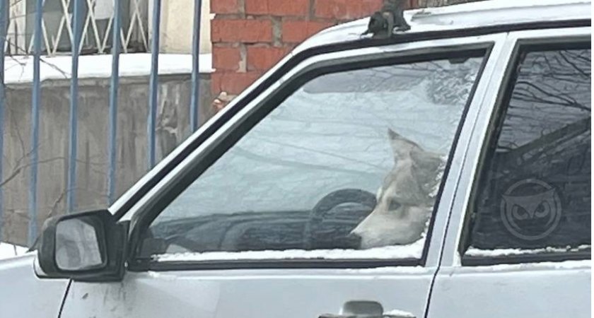 Пензенцев очаровала собака, которая дожидалась хозяина за рулем автомобиля