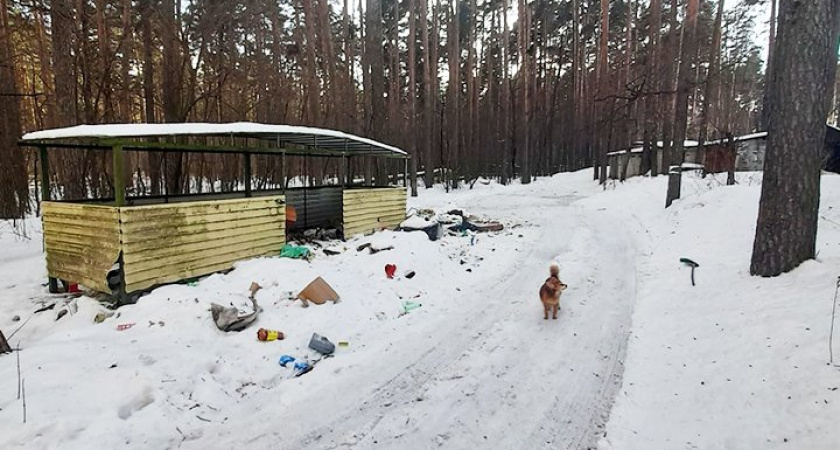 Лоси Заречного калечатся об осколки банок, валяющихся на свалке 
