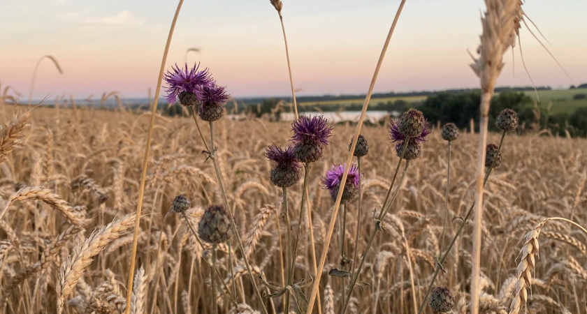 Пензенцам рассказали, как озимые культуры переживают неблагоприятные погодные условия