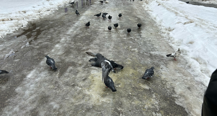 В Пензе борются с наледью и подтоплениями