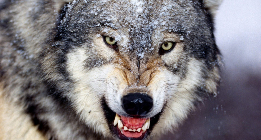 В Пензенской области для регулирования численности застрелили 4 волков 