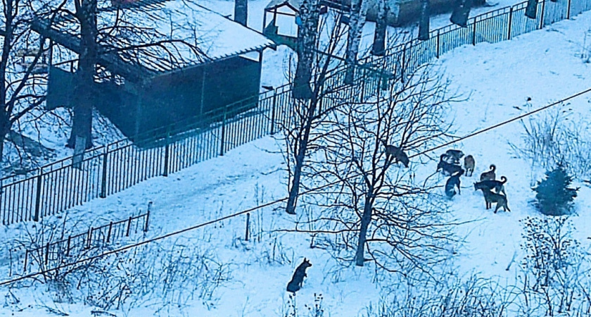 Стая бродячих собак кошмарит микрорайон Тепличный в Пензе