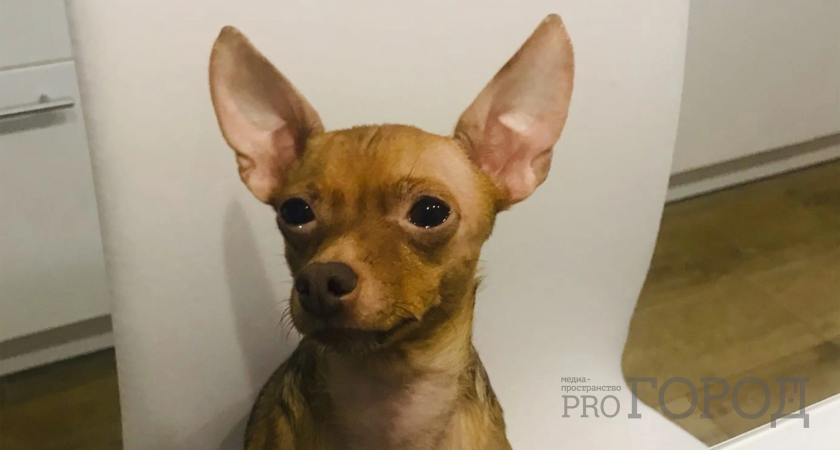 В Пензе во дворах планируют увеличить количество площадок для выгула собак 