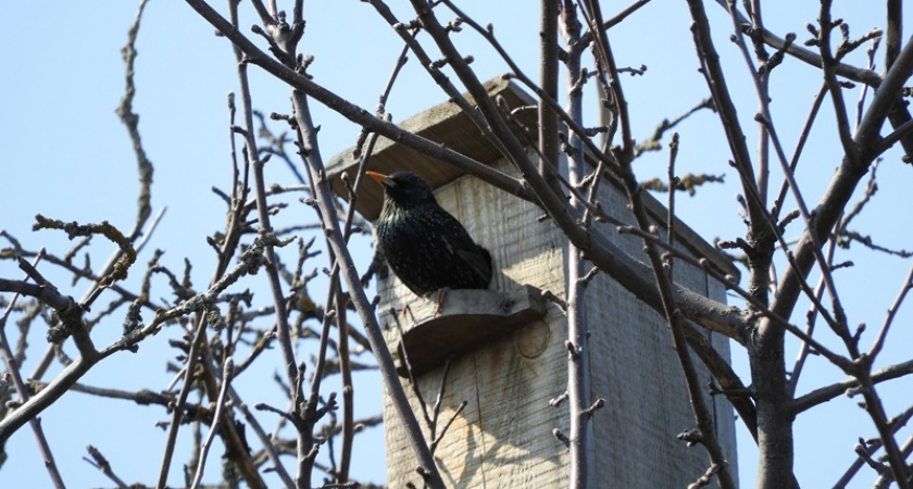 1 апреля пензенцев приглашают вешать домики для птиц 