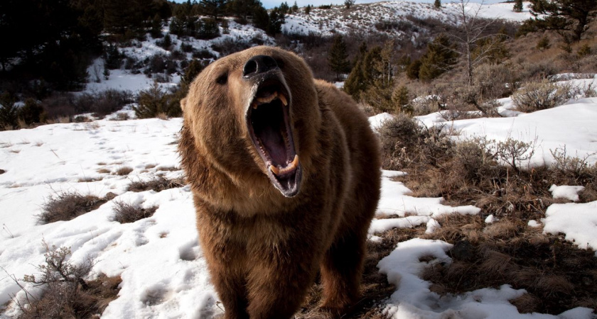 Пензенцев предупредили о выходе из зимней спячки бурого медведя