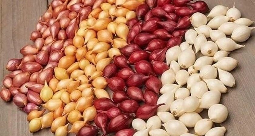 Пензенцам рассказали, куда исчез известный всем бессоновский лук 