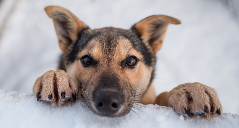 В Пензенской области бесплатно стерилизовали 262 собаки за 2023 год 