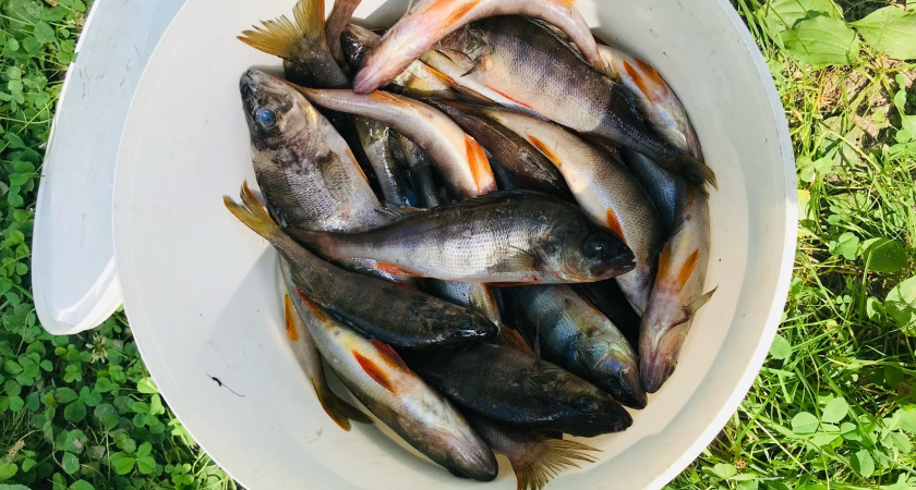 В Пензенской области вводят ограничения для рыбаков