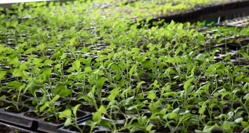 Клубы Пензы украсят более 170 тысяч цветов