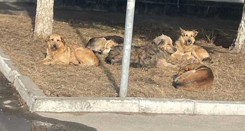 Администрация Заречного выплатит компенсацию ребенку, которого искусали бродячие собаки