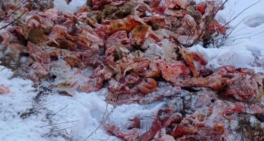 Бизнесмен свалил внутренности свиней в лесу Бессоновского района