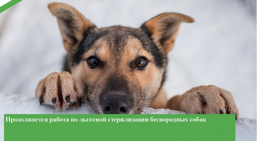 В Пензенской области бесплатно стерилизовали 289 беспородных собак