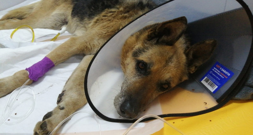 В Пензенской области живодеры два раза переехали собаку на авто