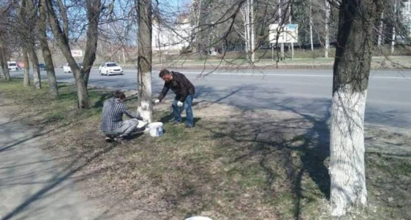 Мэр Пензы дал поручение приступить к побелке деревьев 