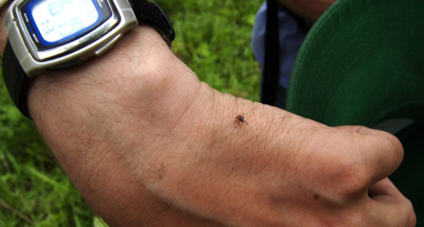 Жителям Пензы расскажут, чем опасен укус клеща и как оказать первую помощь 