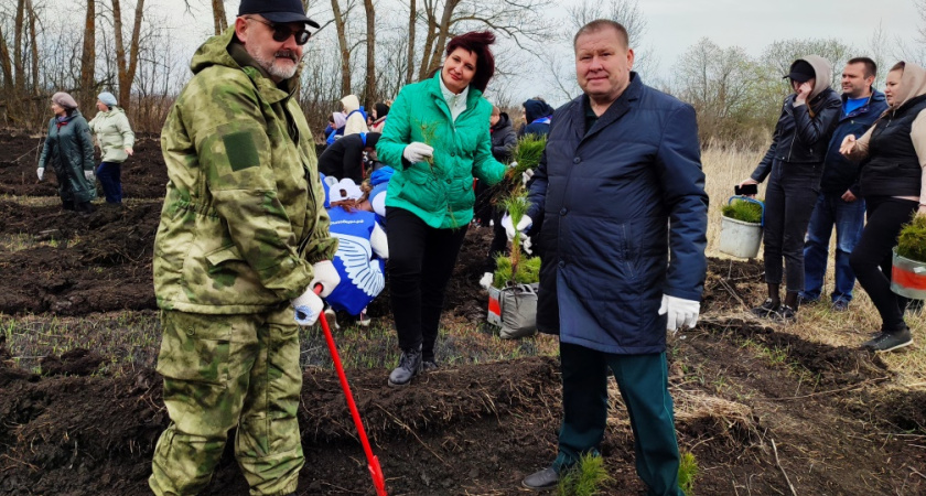 Шесть тысяч сосен высадили Пензенском районе в память о погибших в ВОВ 