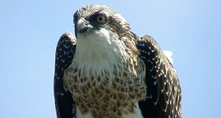 Еще одно место гнездования скопы нашли в Пензенской области