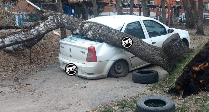 В Пензе от сильного ветра на авто упало дерево