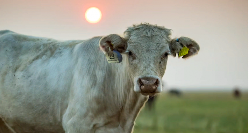 В селе Новое Шаткино Пензенской области ввели карантин по бешенству