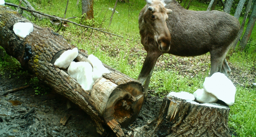 В Пензенской области насчитали более 8 тысяч лосей