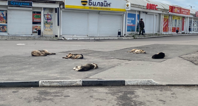 Пензенская область может получить право на усыпление бездомных собак по закону 