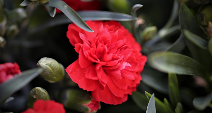 В Пензе прошел памятный митинг, посвященный 37-летию со дня аварии на Чернобыльской АЭС