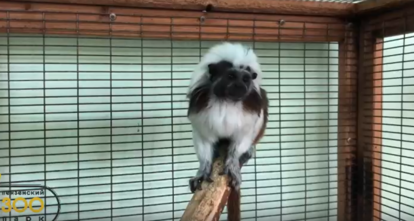 В пензенском зоопарке появился новый житель из Екатеринбурга