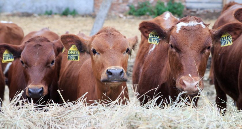 В Пензенской области за три месяца в 2023 году стали производить больше скота и птицы