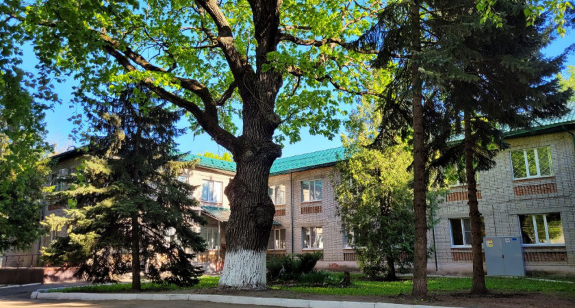 Пензенский 186-летний дуб претендует на звание «Российское дерево года 2023»